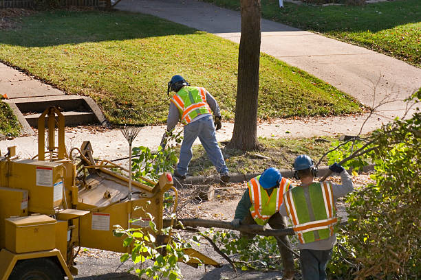 Tree and Shrub Care in Pensacola Station, FL